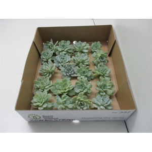 Echeveria Zonnestraal X20