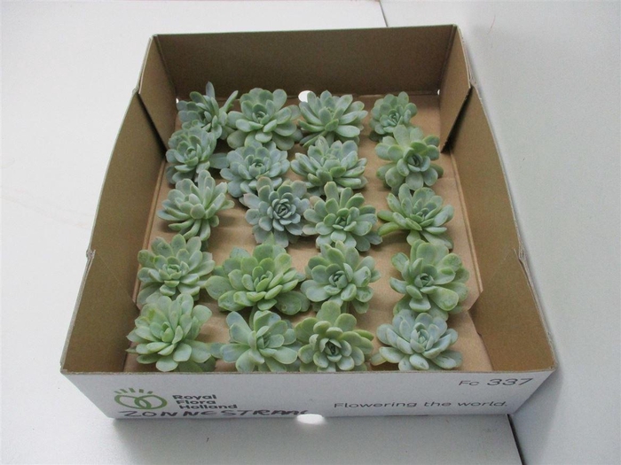 Echeveria Zonnestraal Klein X20