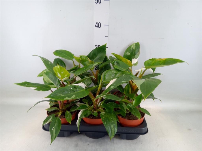 <h4>Philodendron   ...</h4>