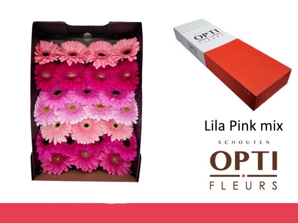 <h4>Gerbera Mix Lila - Pink Doos</h4>