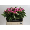 Paeonia Monsieur Jules Elie