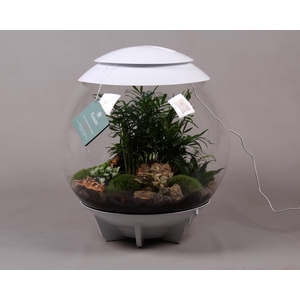 Terrarium XXL Exclusive wit met arrangement