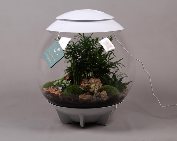 <h4>Terrarium XXL Exclusive wit met arrangement</h4>