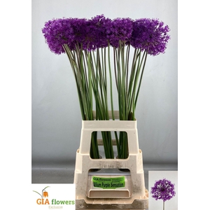 Allium Purple Sens