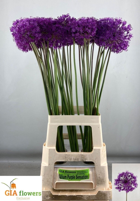 <h4>Allium Purple Sens</h4>
