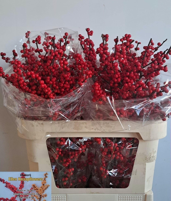 <h4>ILEX VE RODE BES</h4>