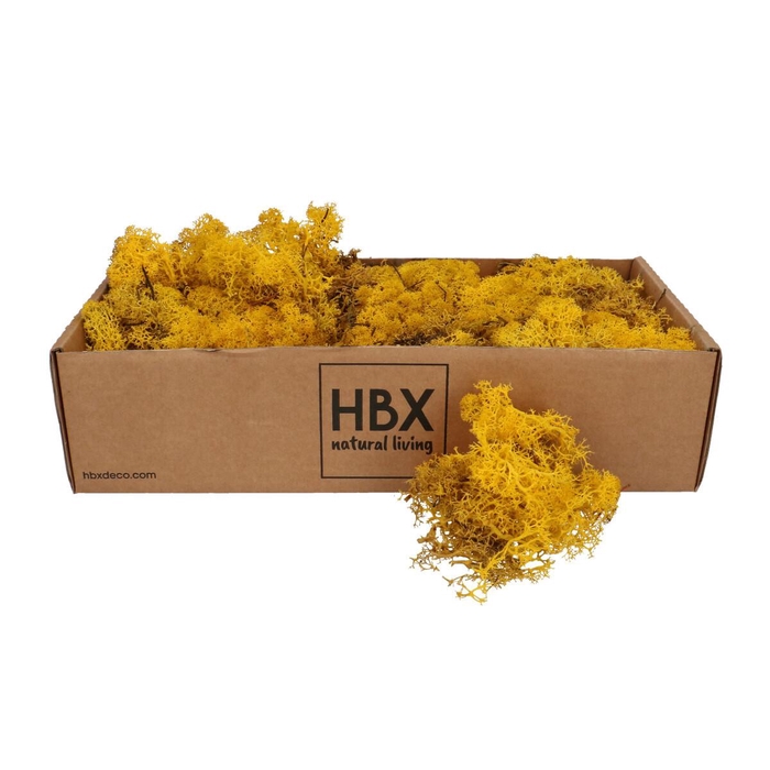 <h4>Preserved Reindeermoss 400-500g</h4>