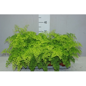 Adiantum Ra Fragrans