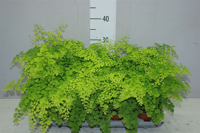 <h4>Adiantum Ra Fragrans</h4>