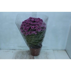 CRISANTEMO BOLA BELGA JASODA P20 PINK