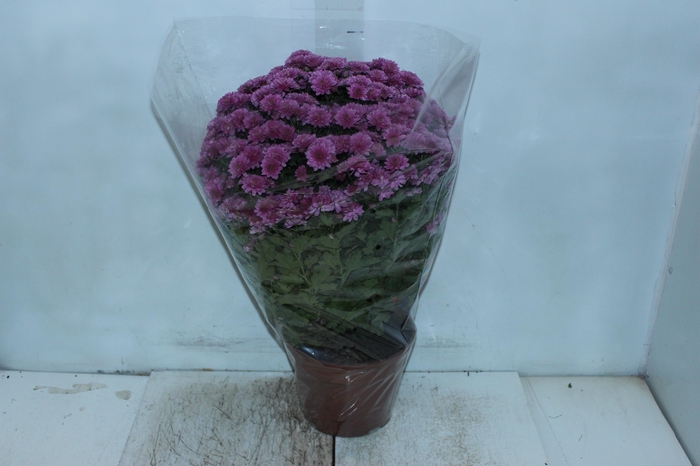 <h4>CRISANTEMO BOLA BELGA JASODA P20 PINK</h4>