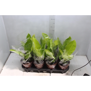 PHILODENDRON MOONLIGHT P15