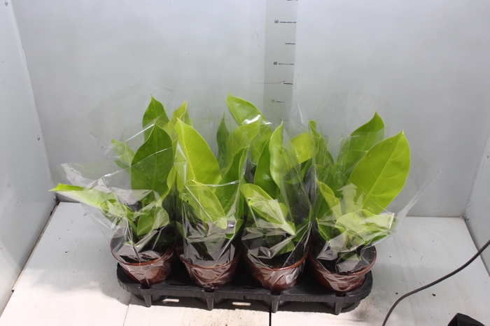 <h4>PHILODENDRON MOONLIGHT P15</h4>