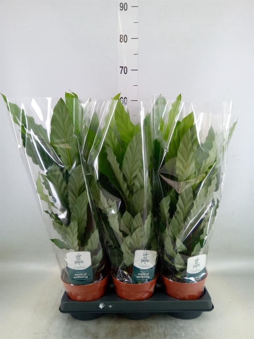 <h4>Calathea makoyana</h4>