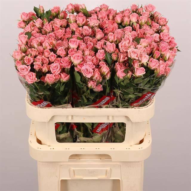 <h4>R TR ODILIA</h4>