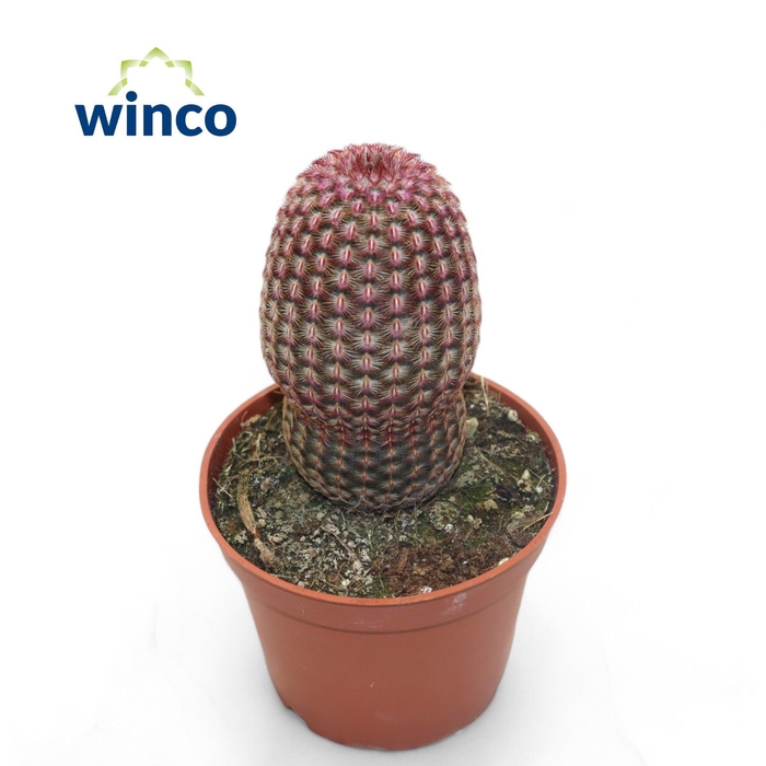 <h4>Echinocereus Pectinatus Rubrispinus</h4>