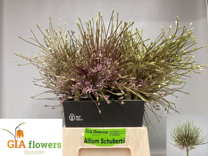 <h4>ALLIUM SCHUBERTII</h4>