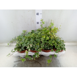 Hedera   ...variegated