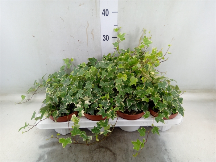<h4>Hedera   ...variegated</h4>