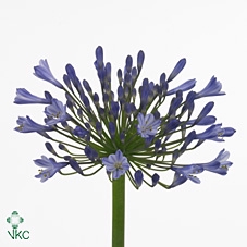 <h4>Agapanthus blue heaven</h4>