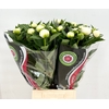 Paeonia mothers choice