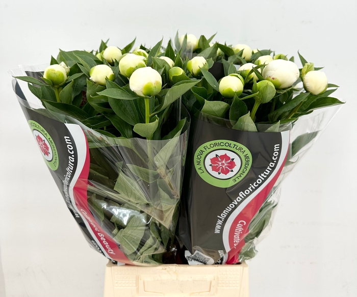 Paeonia mothers choice