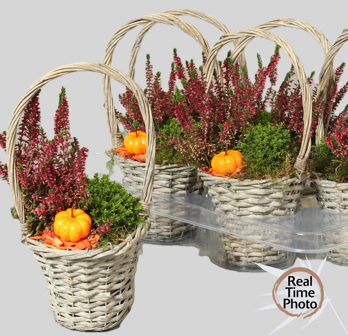 <h4>.Arr garden plants in straw hanging basket</h4>