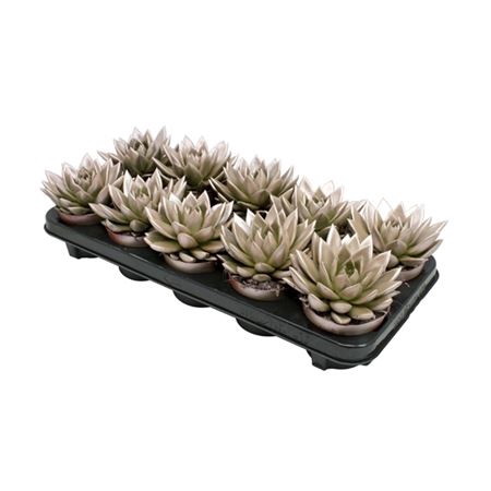 <h4>Echeveria Metallic Champagne</h4>