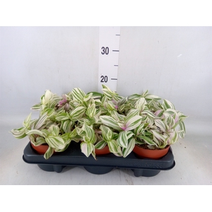 Tradescantia   ...