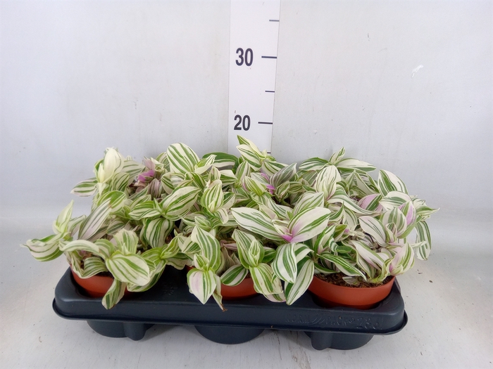 <h4>Tradescantia   ...</h4>