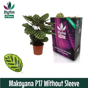 Calathea 17cm Makoyana Rhythm of Nature zonder hoes