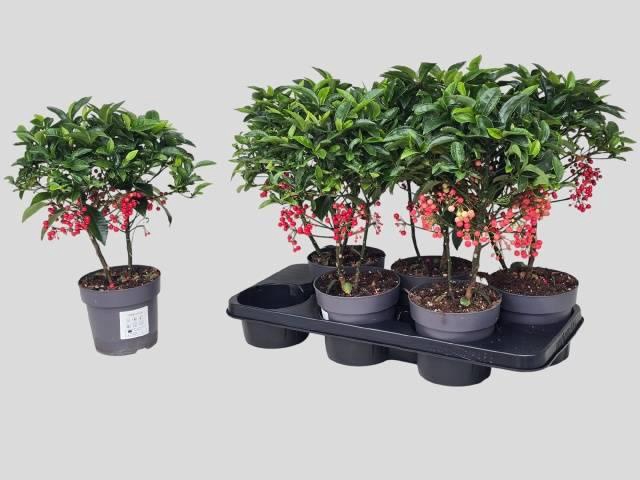 <h4>ARDIS CRENATA</h4>