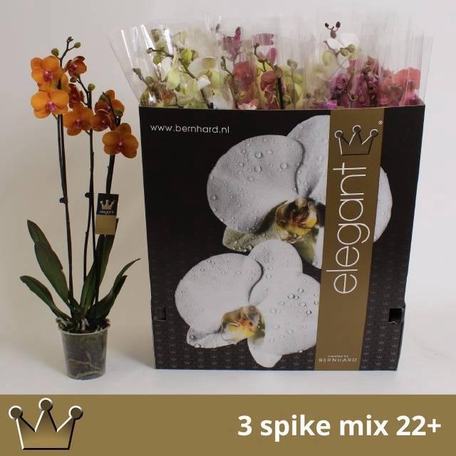 <h4>PHAL GEM 7 KL</h4>