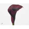 Calla Rudolph Double