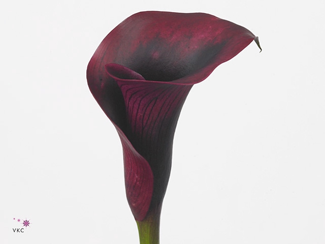 Calla Rudolph