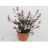 Gaura Gaudi Light Pink