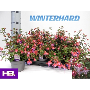 FUCHSIA HEIDI ANN