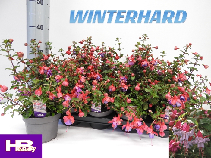 <h4>FUCHSIA HEIDI ANN</h4>