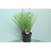 Cortaderia overig Mini golden Pampas