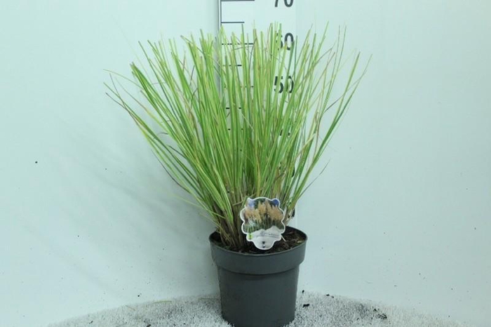 Cortaderia overig Mini golden Pampas