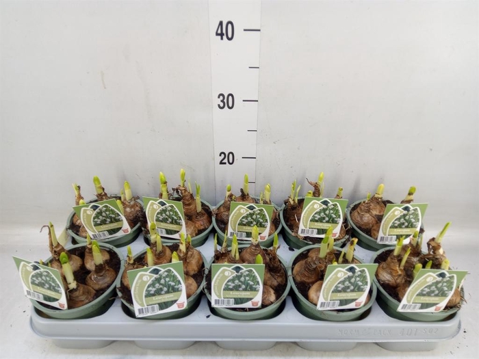 <h4>Leucojum aestivum</h4>