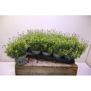 Feli Am Felicit Blue