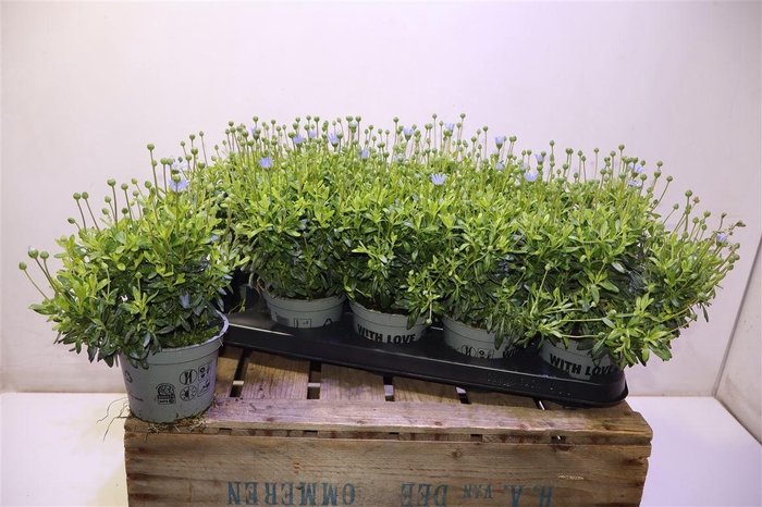 <h4>arr8 Feli Am Felicit Blue</h4>