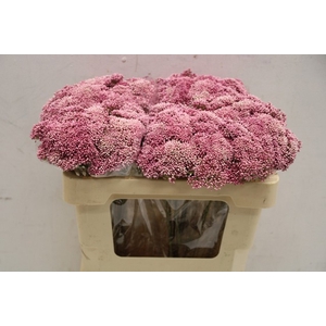 Ozothamnus cooks tall pink