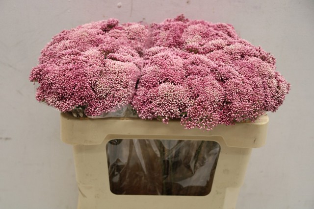 <h4>Ozothamnus cooks tall pink</h4>