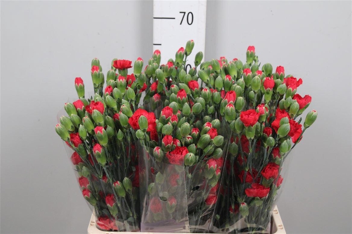 <h4>Di Tr Red Diamonds</h4>