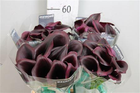 <h4>Zant Odessa</h4>