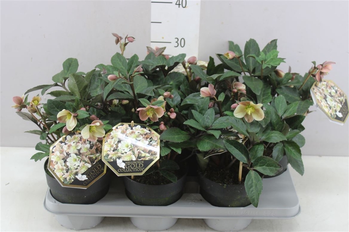 <h4>Helleborus Hgc Merlin 35+</h4>