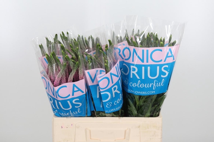 <h4>Veron Clea Roswhita</h4>