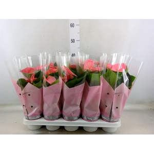Anthurium andr. 'Sweet Dream'